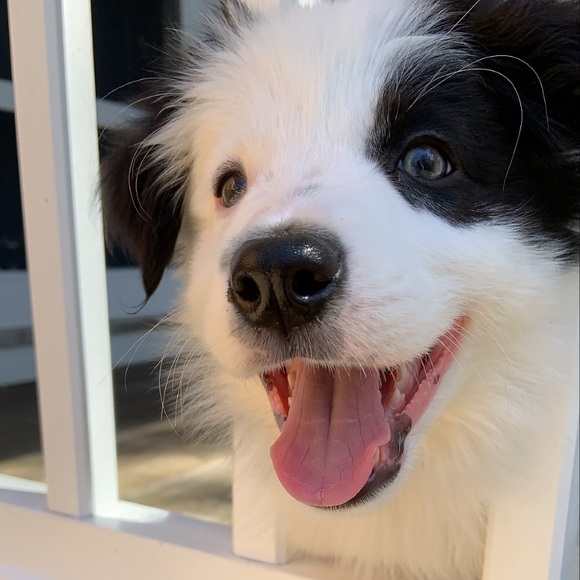 Meet your Posher, Jillian - Picture 2 of 3